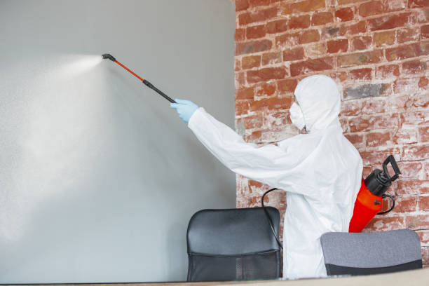 Best Black Mold Removal  in White Sands, NM