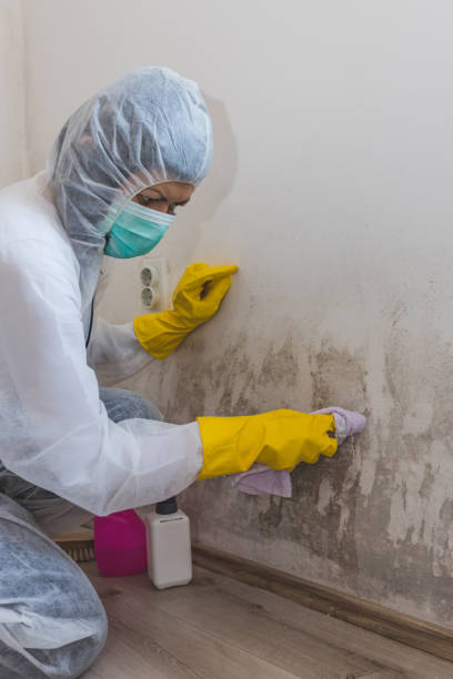 Mold Odor Removal Services in White Sands, NM